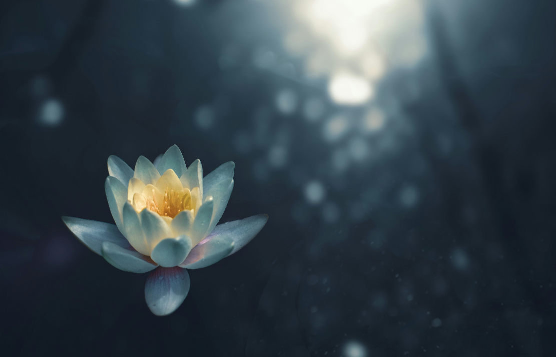 Mind Body Healing Hypnotherapy Program